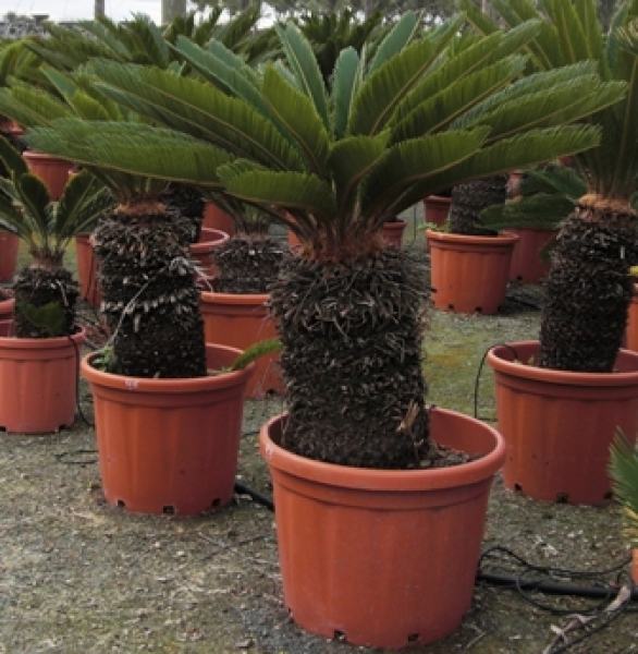 Cycas Revoluta, Palmfarne, tropische Zierpflanze, seltene Nutzpflanze
