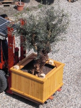 Pflanzkübel beheizt, für Palmen, Olivenbäume, mediterrane Pflanzen